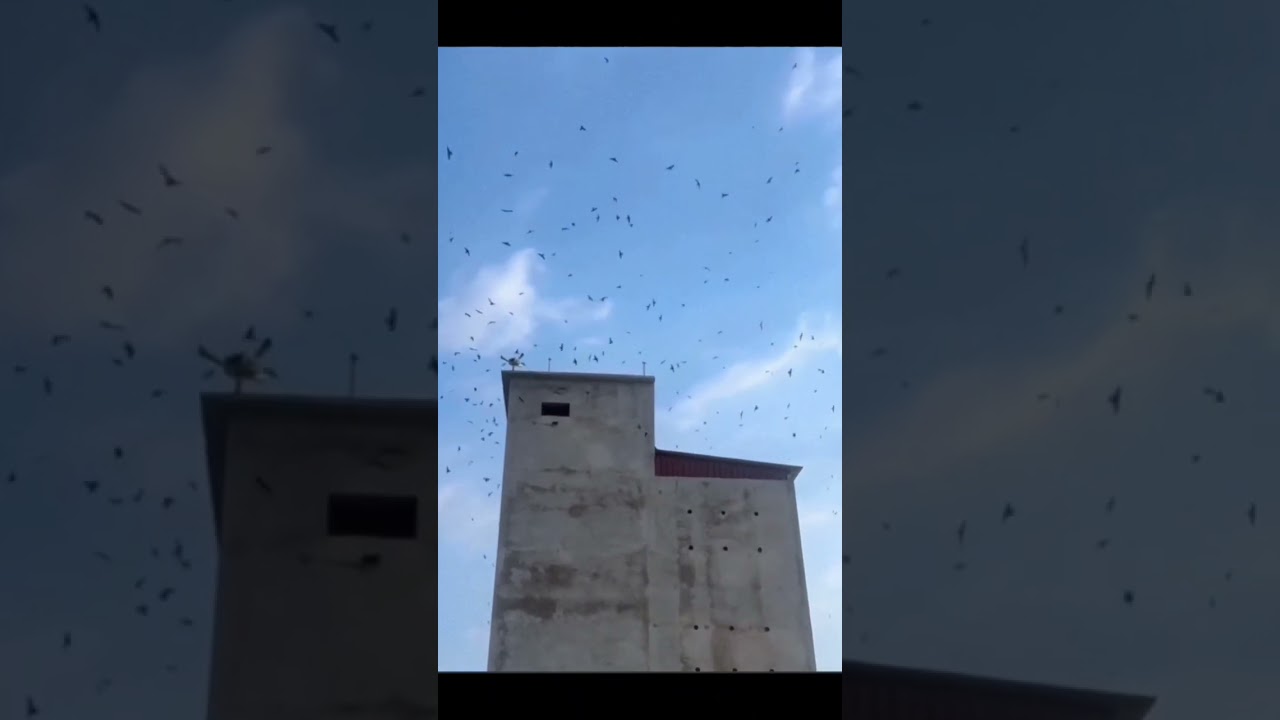 HTX LONGA & YẾN SÀO XỨ PHAN